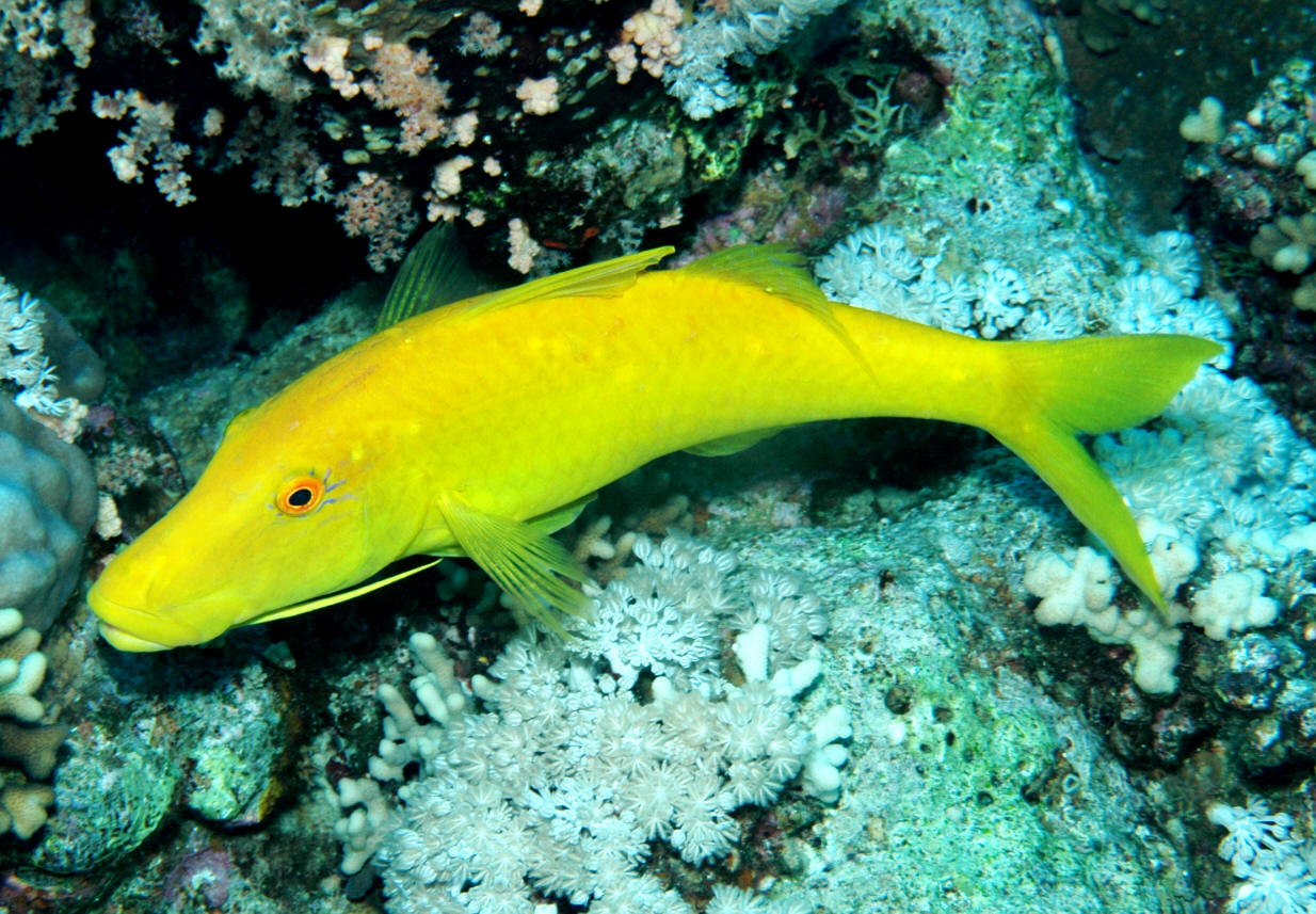 рыбы желтого моря название